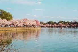 cherry blossom dc